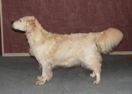 dwarf golden retriever